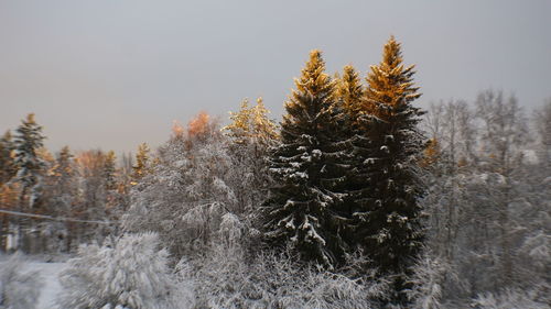 Pine trees on snow covered land against sky