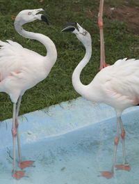 View of two birds in water