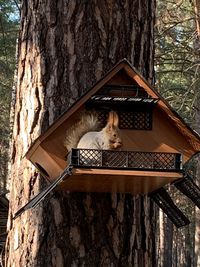 Cat sitting on a tree trunk