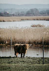 Scottish highland cattle standing on field by lake