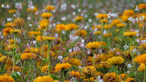 Close-up of yellow flowers in field