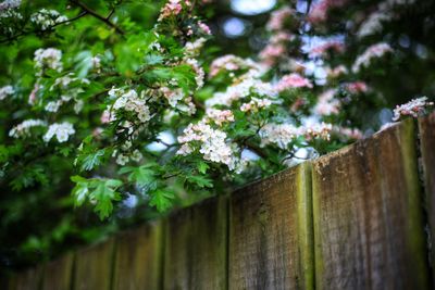 Low angle view of flowering plants by fence