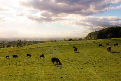 Cows grazing on field against sky