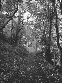 Empty dirt road along trees in forest