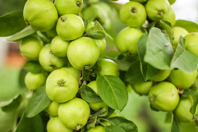 Close-up of fruits