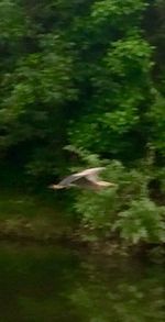 Defocused image of bird flying