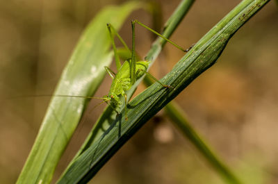 Close-up of insect on blade of grass