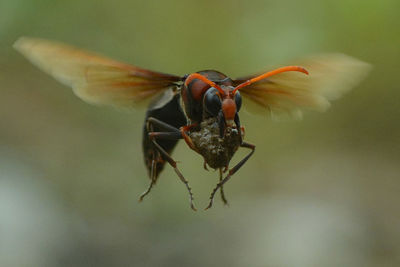 Close-up of insect on flower