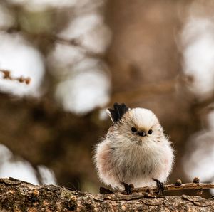 Close-up of bird perching on branch