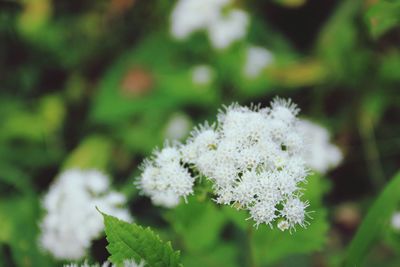 Close-up of white flowers