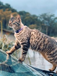 Close-up of a cat sitting on car