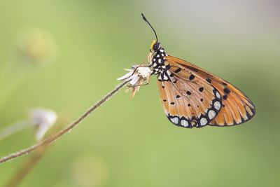 Close-up of butterfly on wilted flower