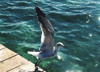 High angle view of duck swimming on lake