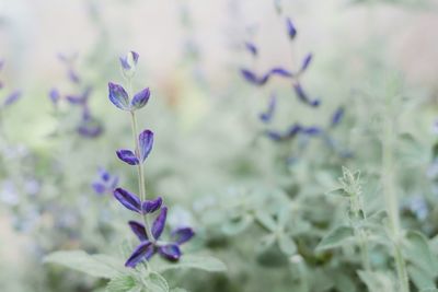 Close-up of purple flowering plant on field