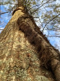 Low angle view of trees against sky