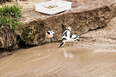 High angle view of birds by water