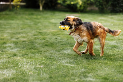 Dog running on field