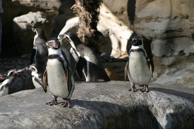 Close-up of birds perching