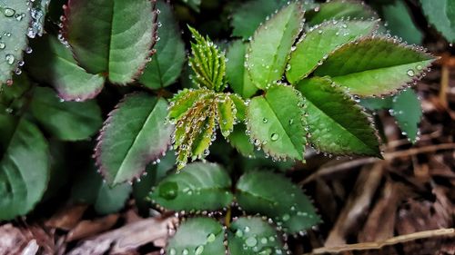 Close-up of wet plant