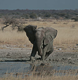 Elephant walking on landscape against sky