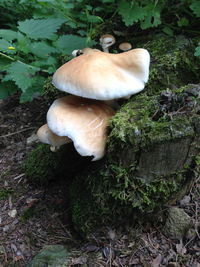 High angle view of white mushrooms growing in forest