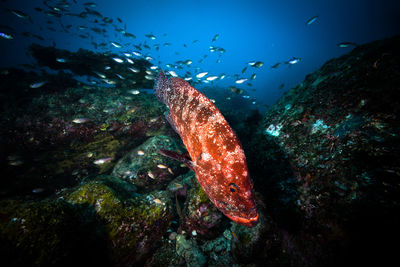 Fish swimming in sea