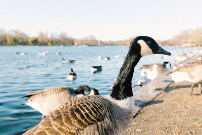 Birds swimming in lake