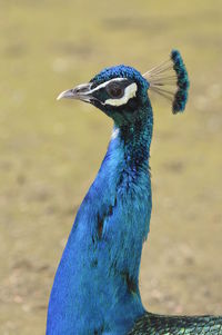 Close-up of a peacock