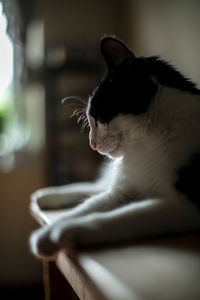 Close-up of cat on table at home