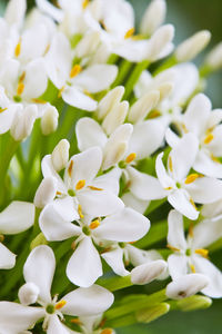 Close-up of white flowers