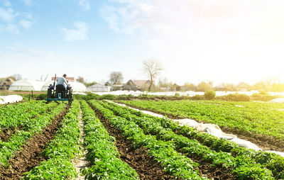 A farmer on a tractor cultivates the soil on the plantation of a young potato of the riviera 