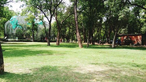 Trees in park