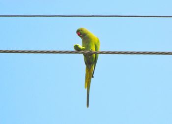 Low angle view of parrot perching on tree against sky