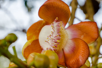 Close-up of orange flower