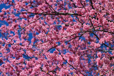 Low angle view of cherry blossom