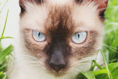 Close-up portrait of cat