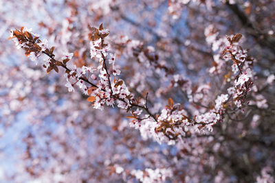 Close-up of pink cherry blossoms in spring