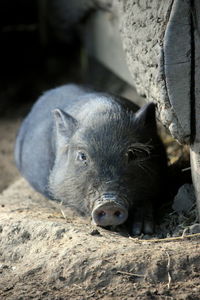 Close-up portrait of a dog