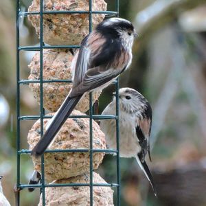 Close-up of bird perching on feeder
