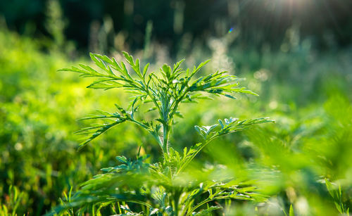 Close-up of plant growing on field