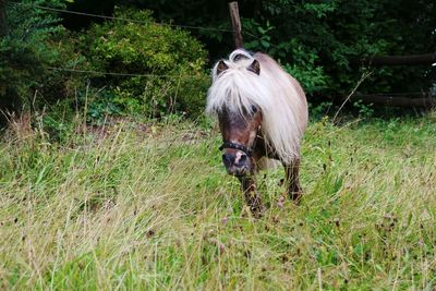 Horse on grass