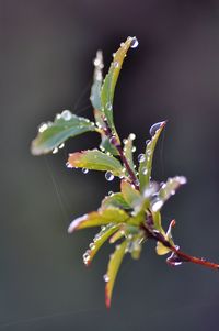 Close-up of raindrops on plant