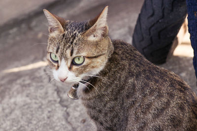 Close-up of cat looking away