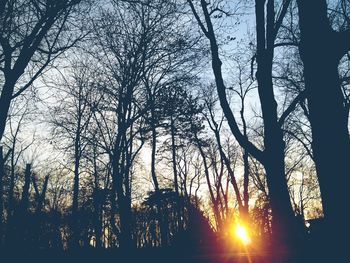 Sun shining through trees