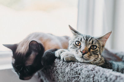 Close-up portrait of cat relaxing at home