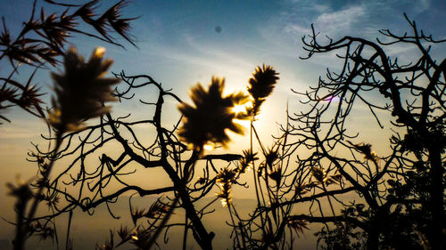 Low angle view of silhouette trees against sky