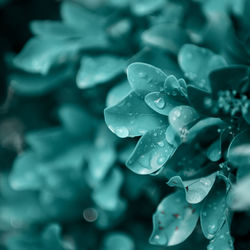 Close-up of water drops on leaf