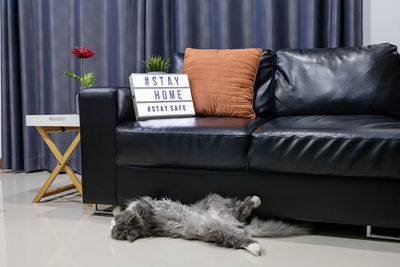 Cat lying on sofa at home