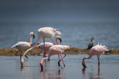 Flock of birds in lake