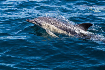 High angle view of dolphin swimming in sea